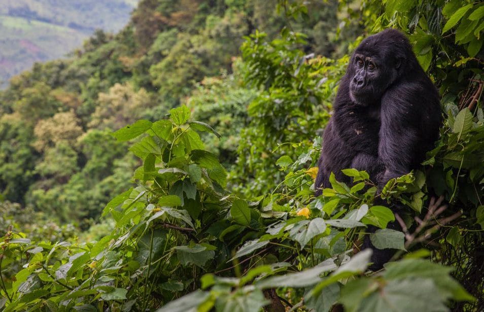 Close-up of a mountain gorilla in the misty Bwindi Impenetrable Forest, Uganda.