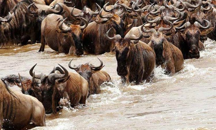 Wildebeest crossing the Serengeti plains during the Great Migration in Tanzania.