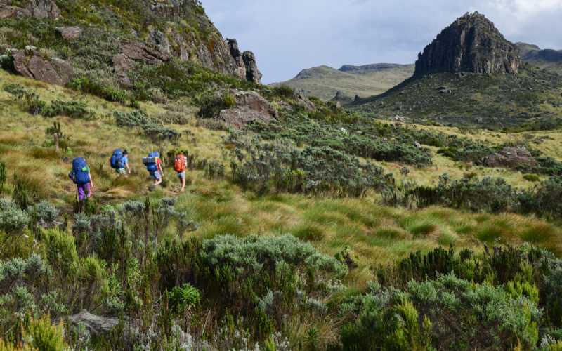 Packages 4 Hiker walking through dense bamboo forest on Mount Kenya trail