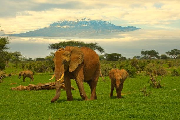 Elephants at sunset in front of Mount Kilimanjaro in Amboseli National Park, Kenya.